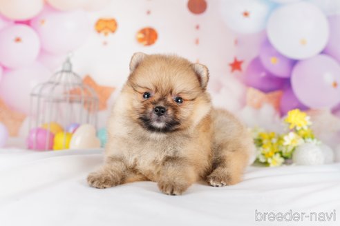 成約済の茨城県のポメラニアン-283348の3枚目